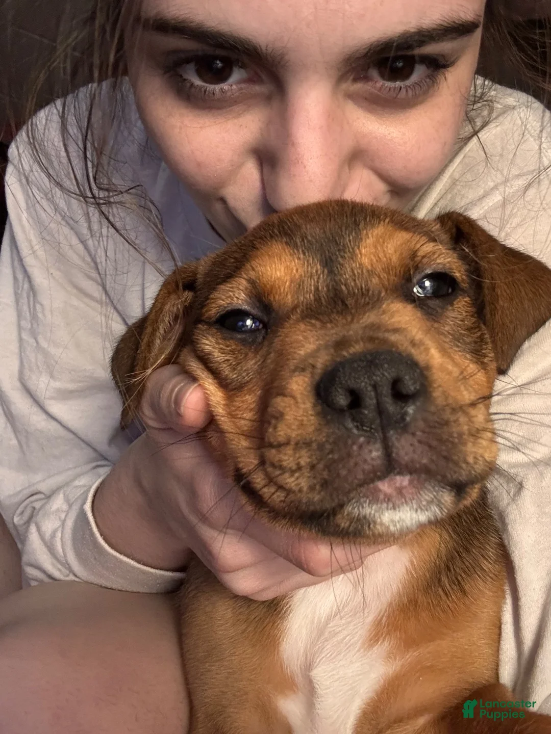 Mixed Breed dogs for sale: London - Ad 2