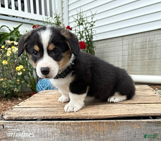 Welsh Corgi Pembroke dogs Nora - Ad 2