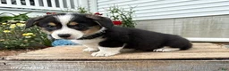 Welsh Corgi Pembroke dogs for sale: Nora - Ad 2