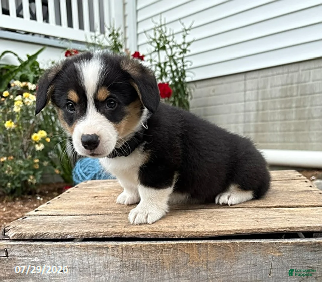 Welsh Corgi Pembroke dogs for sale: Nora - Ad 2