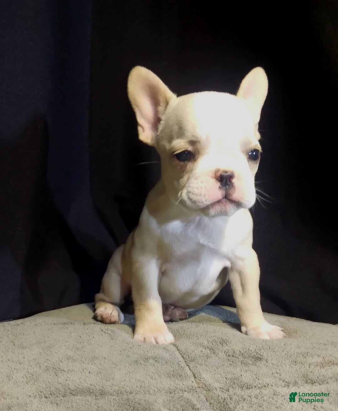 French Bulldog dogs for sale: Sandy - Ad 4