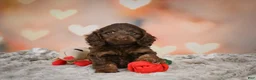 Cockapoo dogs for sale: Sandy - Ad 2