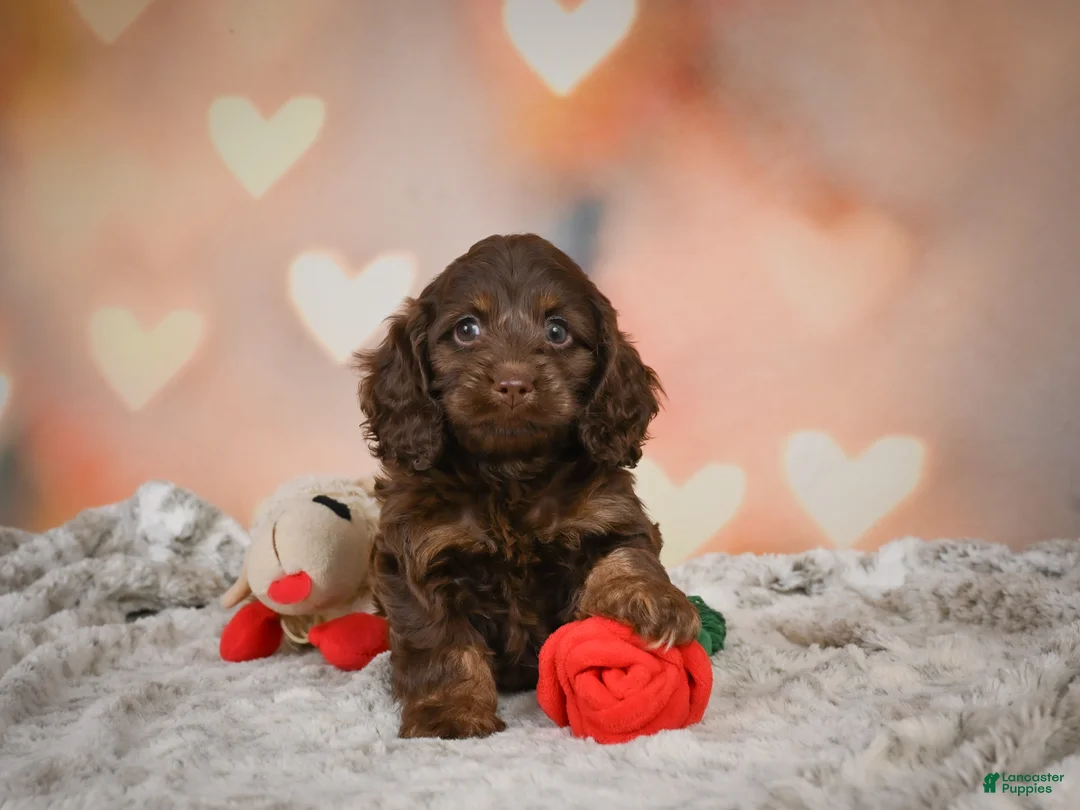 Cockapoo dogs for sale: Sandy - Ad 2