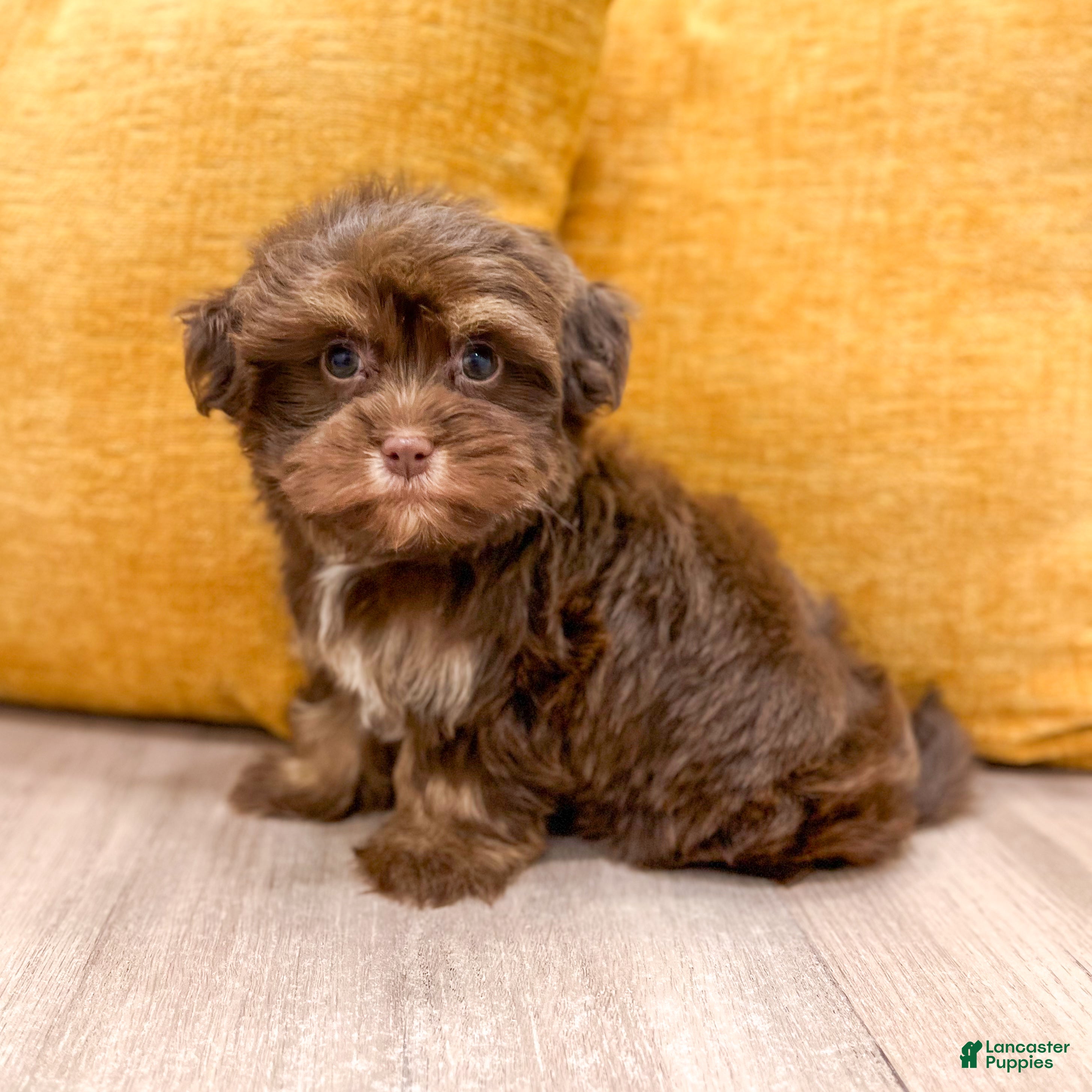 Havanese dogs for sale: Amelia - Ad 1