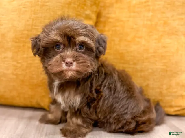 Havanese dogs for sale: Amelia - Ad 1