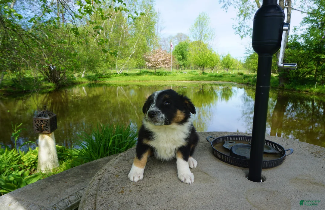 Border Collie dogs for sale: LEA - Ad 2