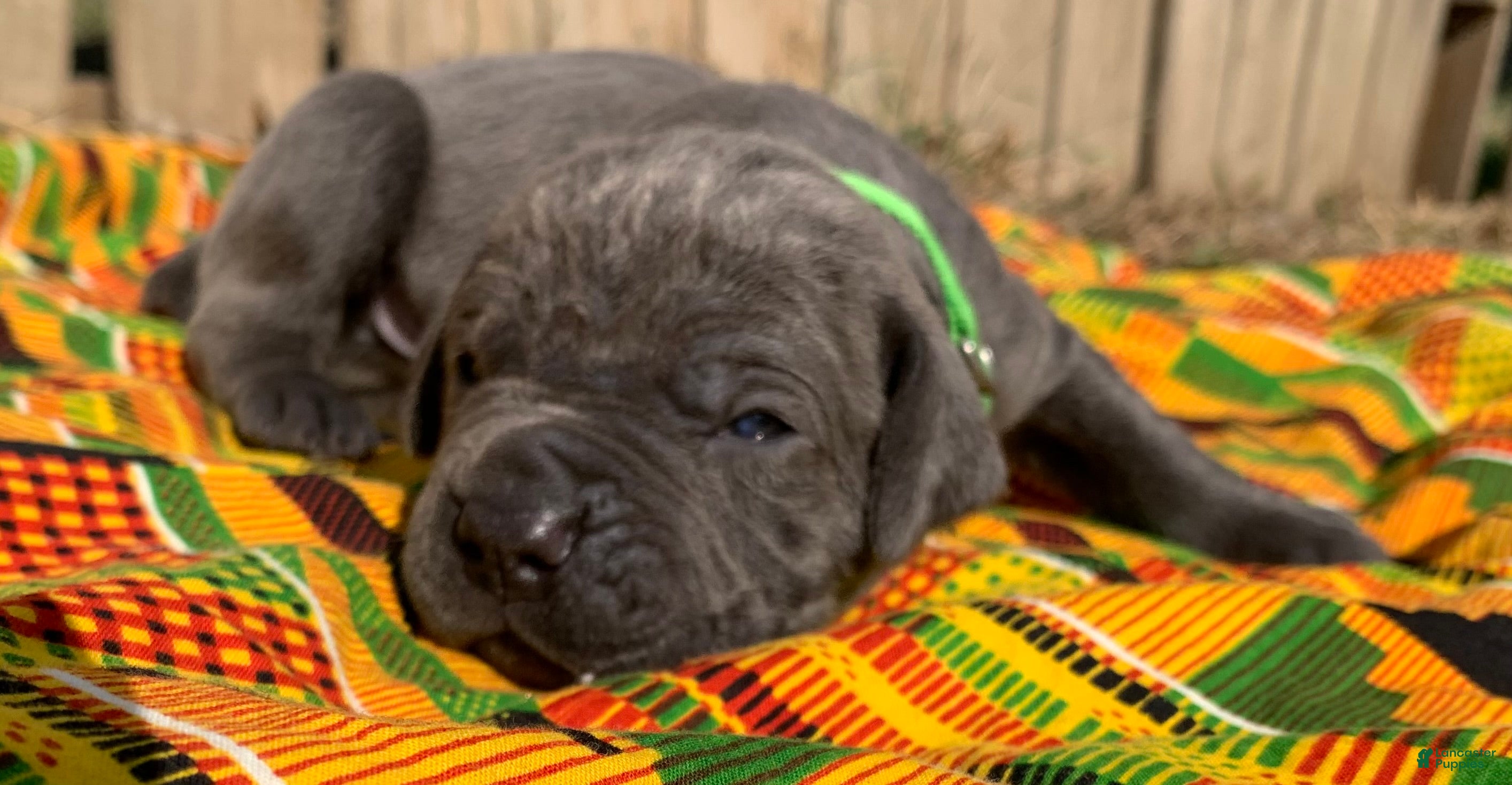 Cane Corso dogs Cane Corso Puppy 4 - Ad 39