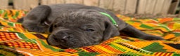 Cane Corso dogs for sale: Cane Corso Puppy 4 - Ad 1