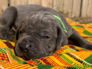 Cane Corso dogs Cane Corso Puppy 4 - Ad 3