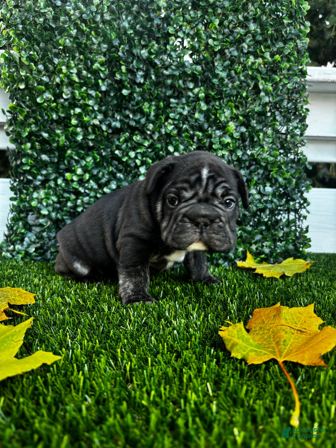 French Bulldog dogs for sale: Thunder - Ad 4