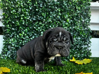 French Bulldog dogs Thunder - Ad 38