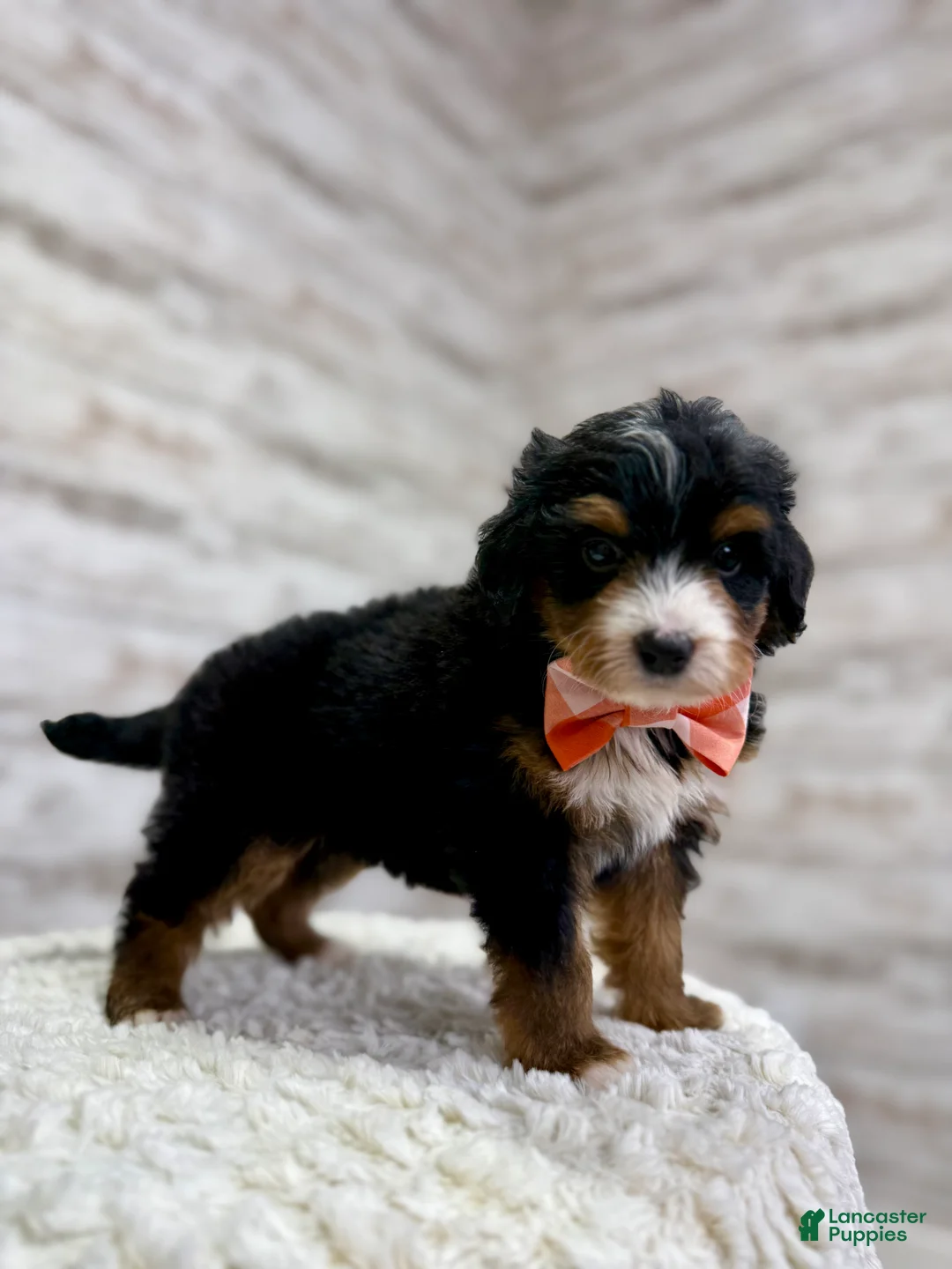 Mini Bernedoodle dogs for sale: 🥰 Macy - Ad 2