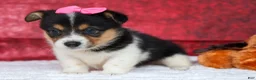 Welsh Corgi Pembroke dogs for sale: Annabelle🎀 - Ad 7