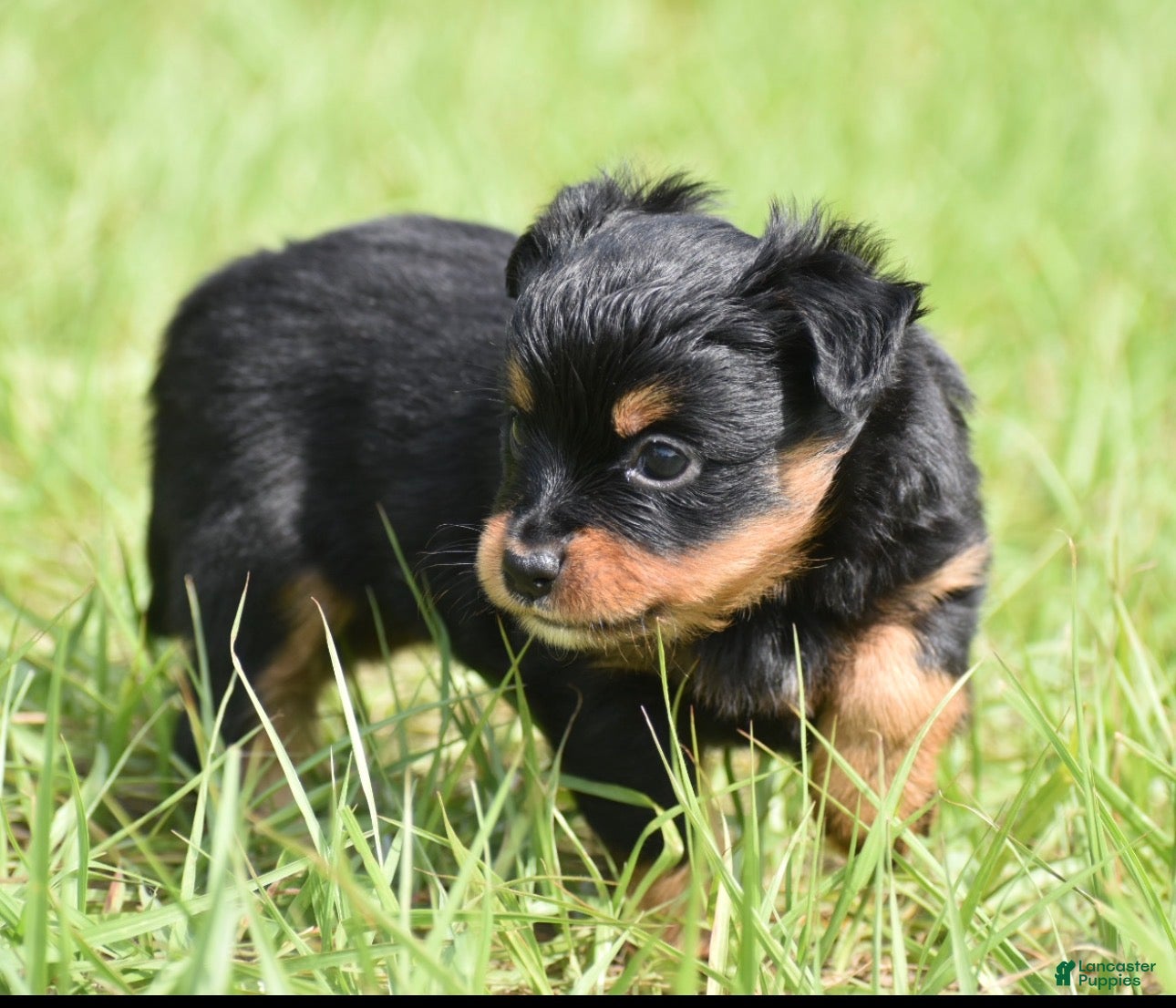 Toy Australian Shepherd dogs for sale: Toy Australian Shepherd Puppy 4 - Ad 2