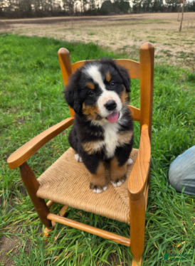 Bernese Mountain Dog dogs Bruno - Ad 2