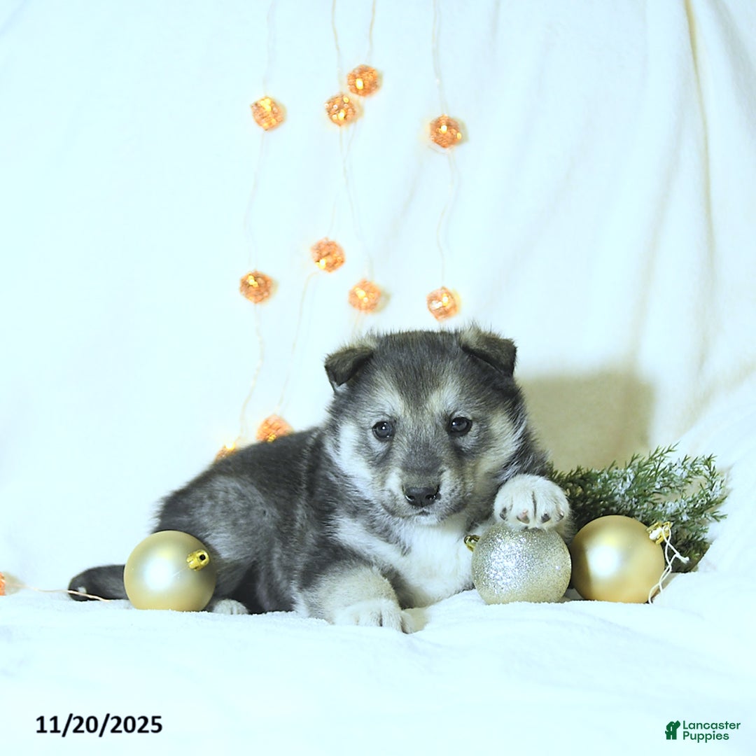 Siberian Husky dogs for sale: Balto - Ad 3