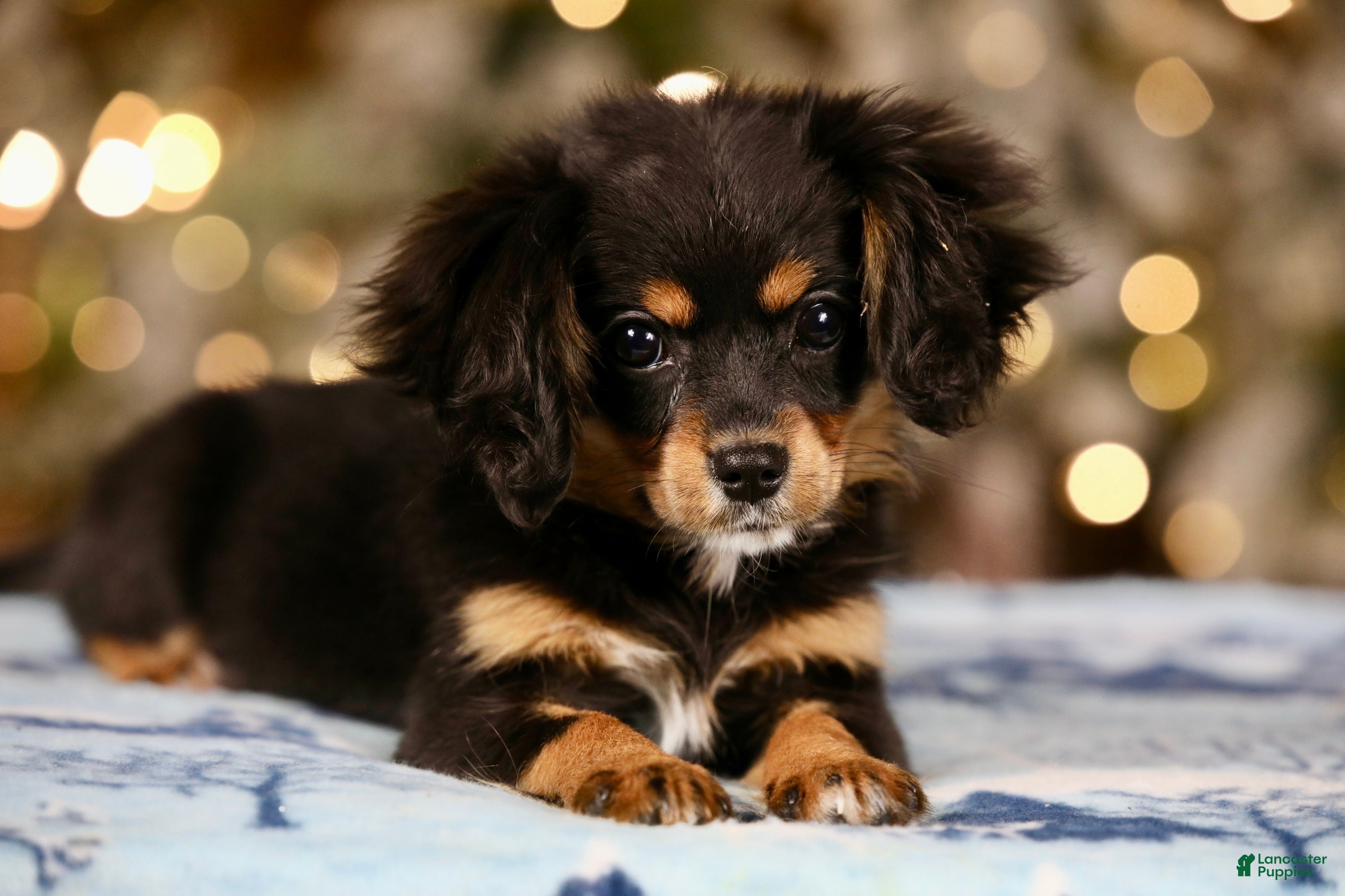 Mixed Breed dogs Cavalon Midnight - Ad 1