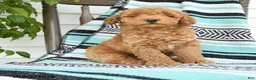 Miniature Poodle dogs for sale: Theodore - Ad 3