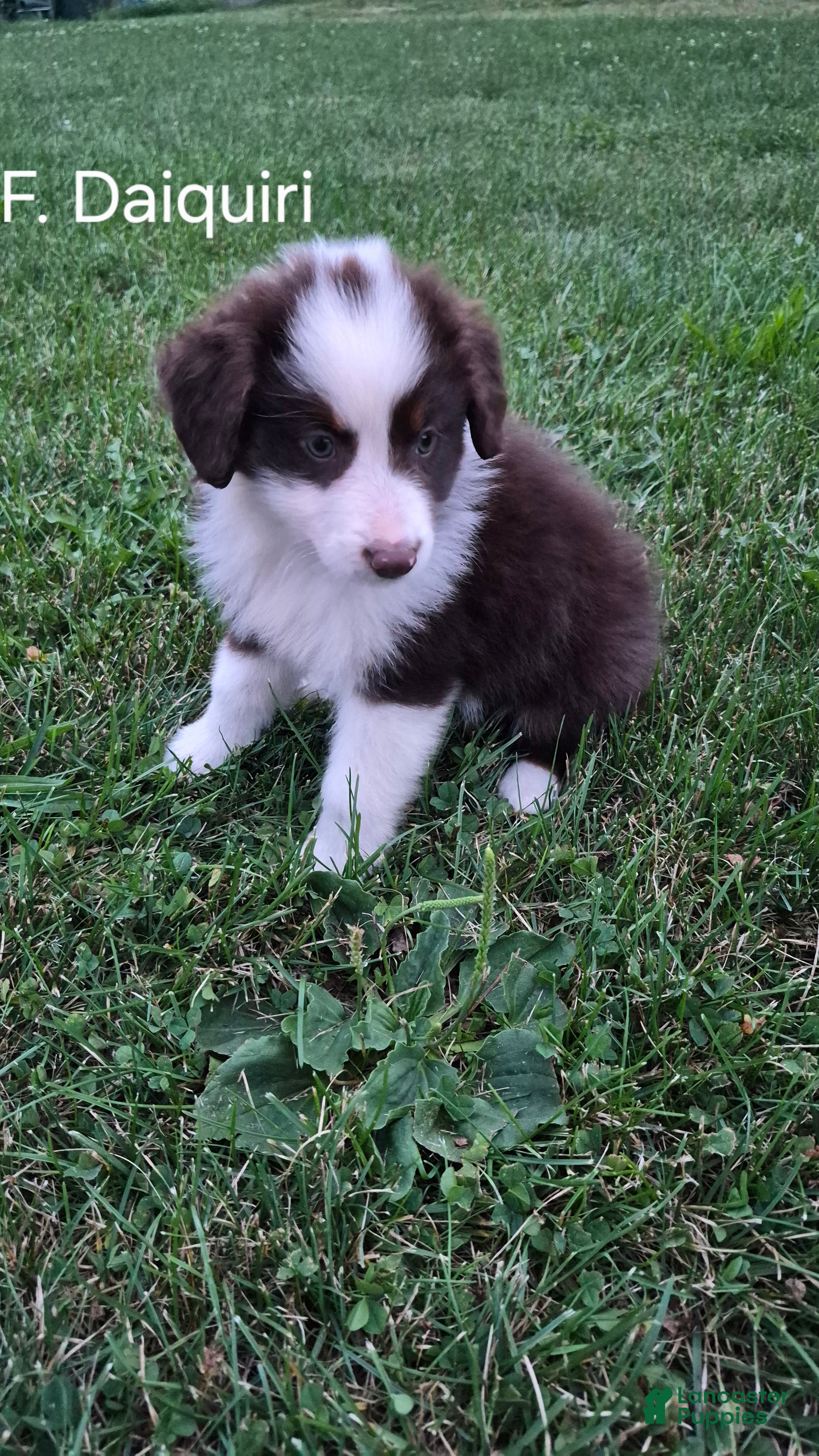 Australian Shepherd dogs Daiquiri, A.S. 8 - Ad 1