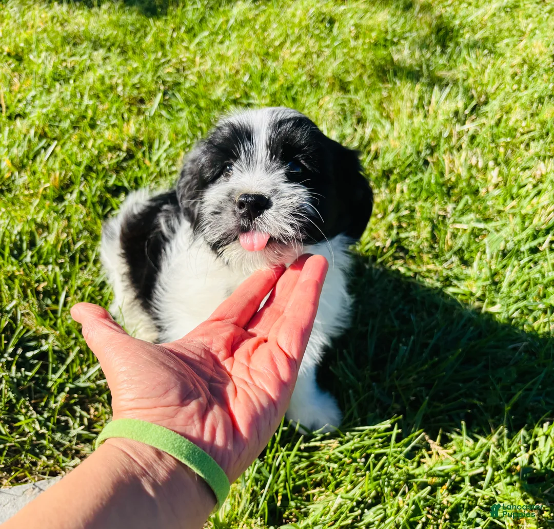 Mixed Breed dogs for sale: 🐶Teddy Bear Green💚 - Ad 1