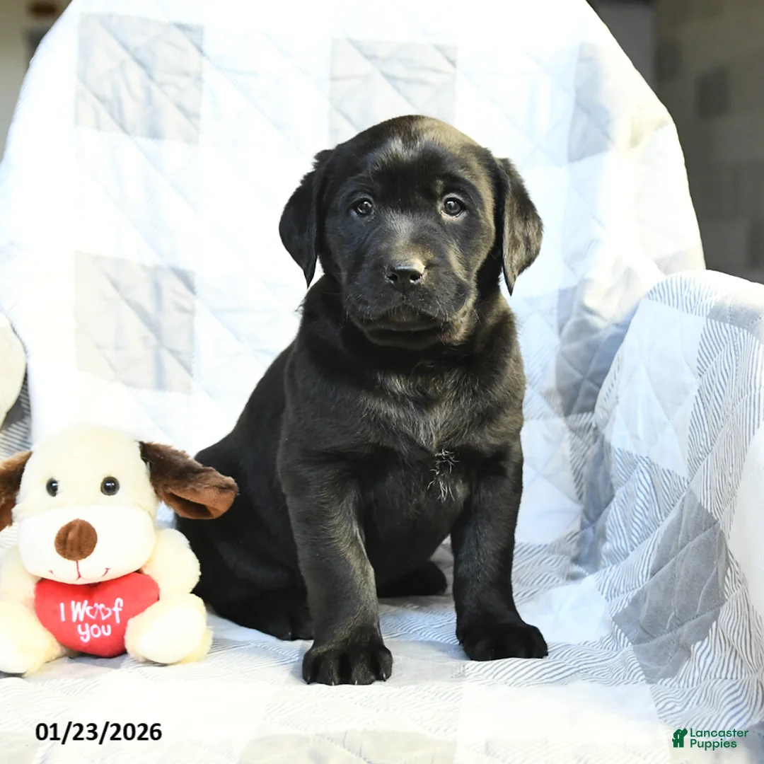 Labrador Retriever dogs for sale: Princess - Ad 1
