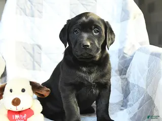 Labrador Retriever dogs Princess - Ad 36