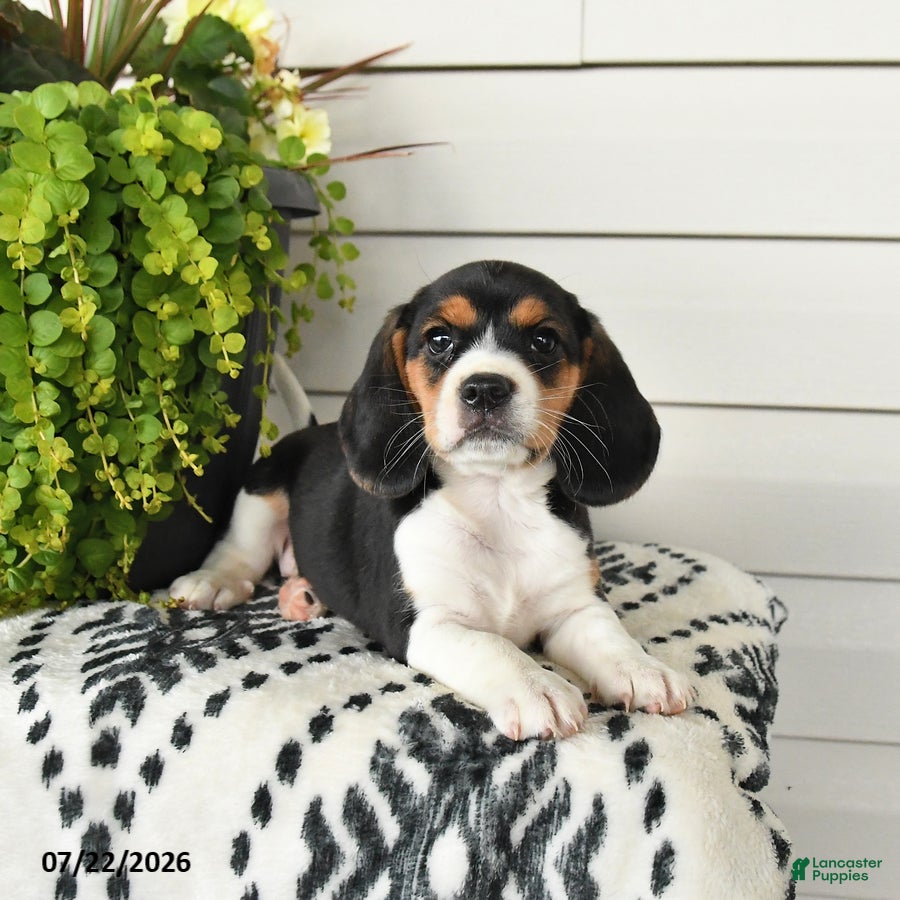 Beaglier dogs Molly - Ad 1