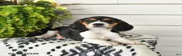 Beaglier dogs for sale: Molly - Ad 1