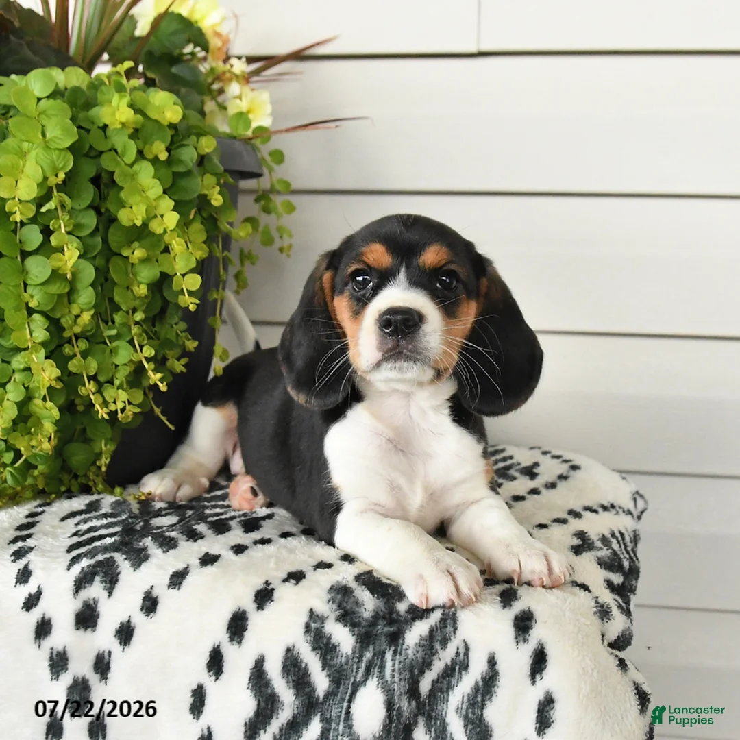 Beaglier dogs for sale: Molly - Ad 1