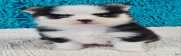 Pomsky dogs for sale: Mateo  - Ad 3