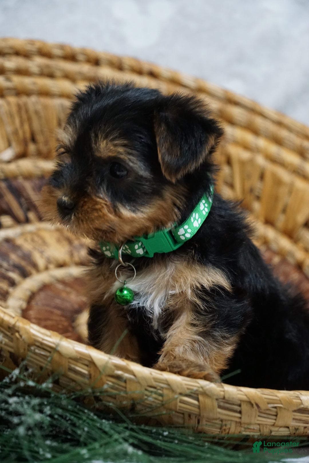 Yorkshire Terrier dogs for sale: Daffodil - Ad 2
