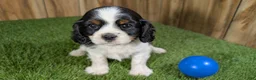 Cavalier King Charles Spaniel dogs for sale: Gracie Boy 1 - Ad 1
