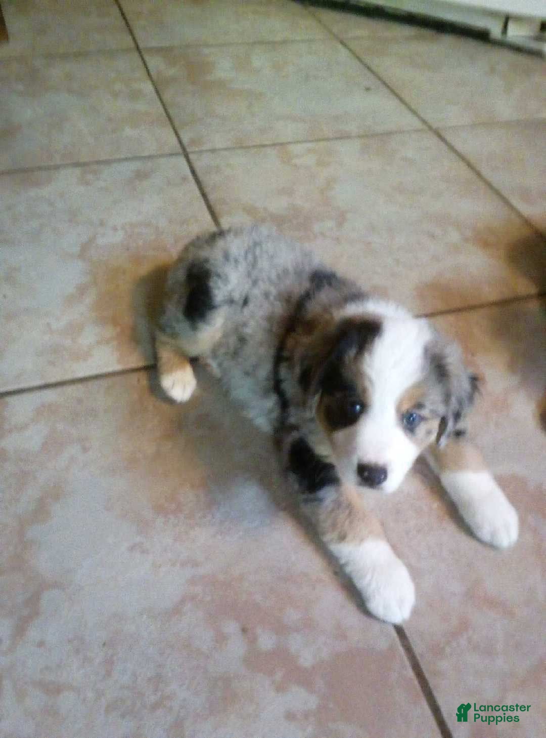 Australian Shepherd dogs for sale: greta - Ad 8