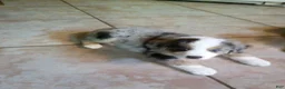 Australian Shepherd dogs for sale: greta - Ad 1