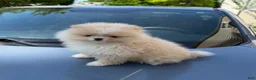 Pomeranian dogs for sale: Pomeranian Puppy 2 - Ad 9