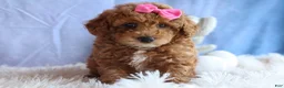 Miniature Poodle dogs for sale: ANGIE - Ad 7