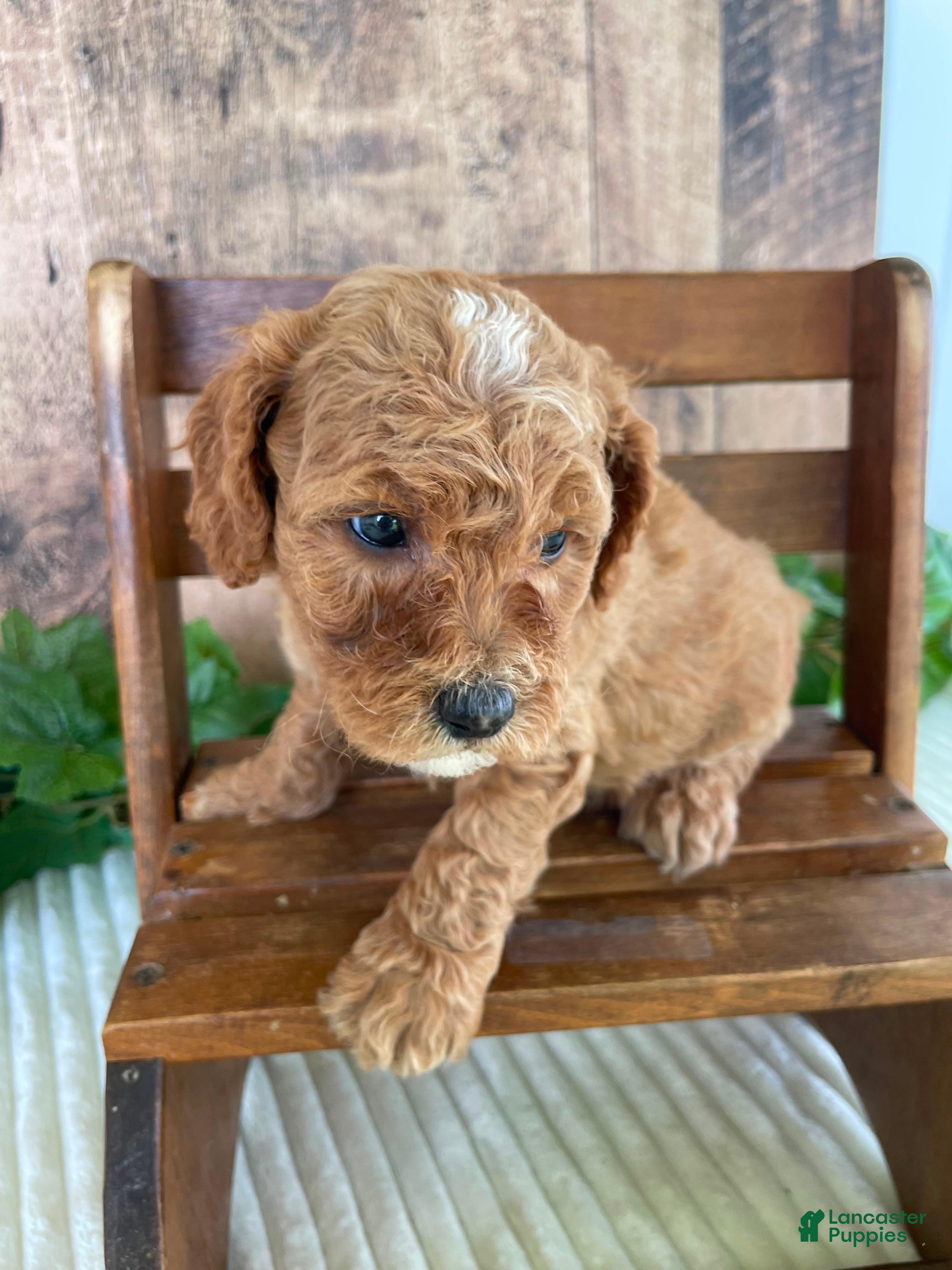 Mini Goldendoodle dogs Mr. Whaler - Ad 4