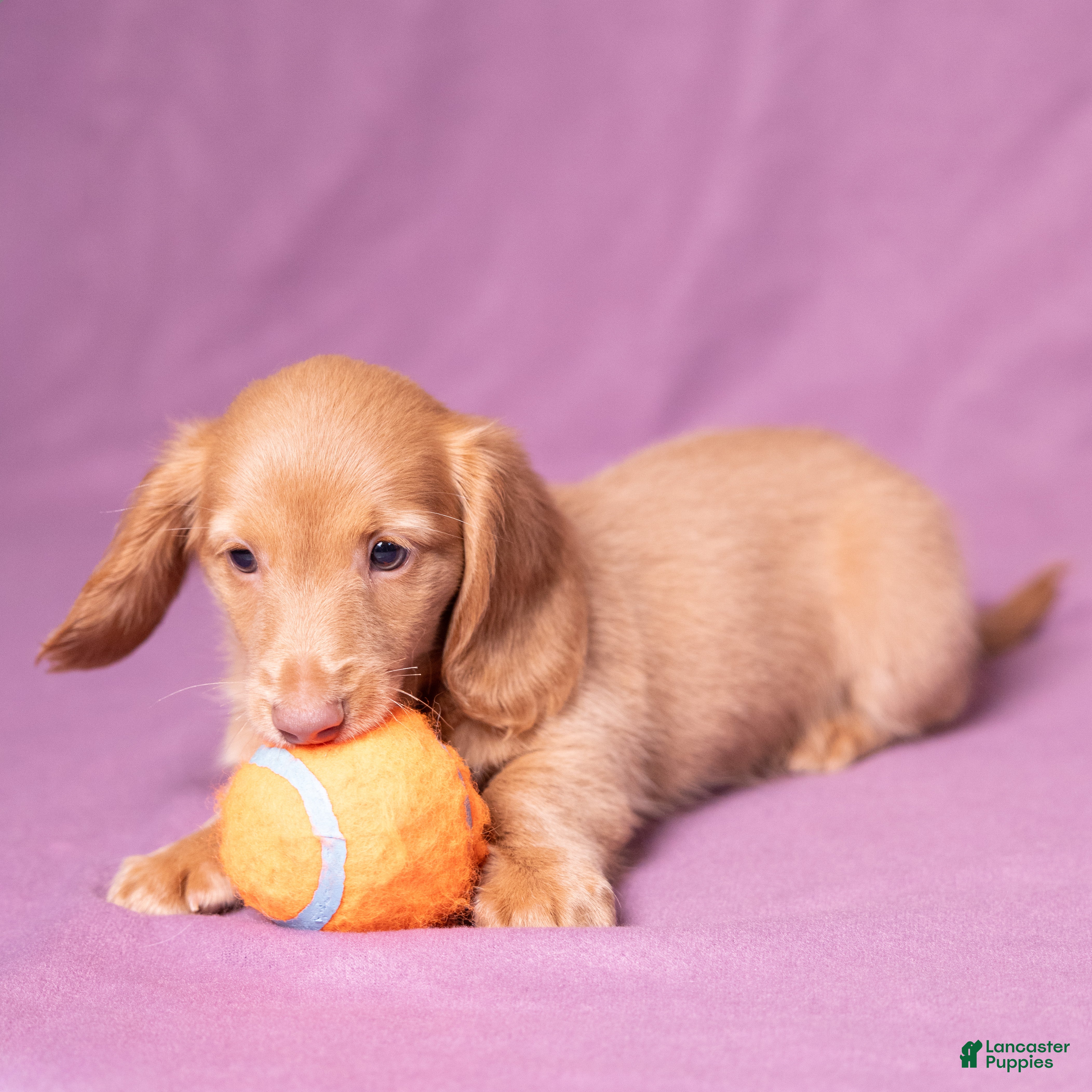 Miniature Dachshund dogs Peanut - Ad 2