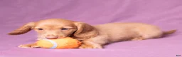 Miniature Dachshund dogs for sale: Peanut - Ad 6