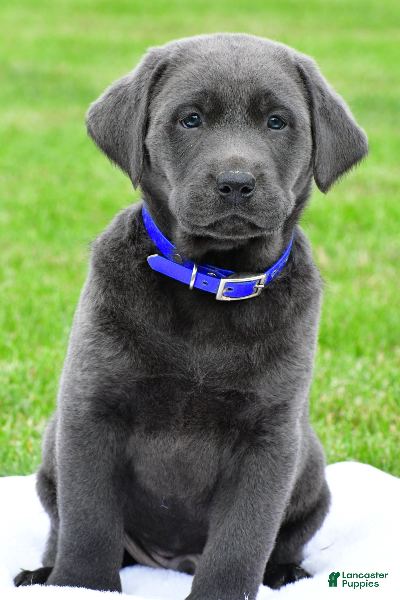 Labrador Retriever dogs Reno - Ad 1