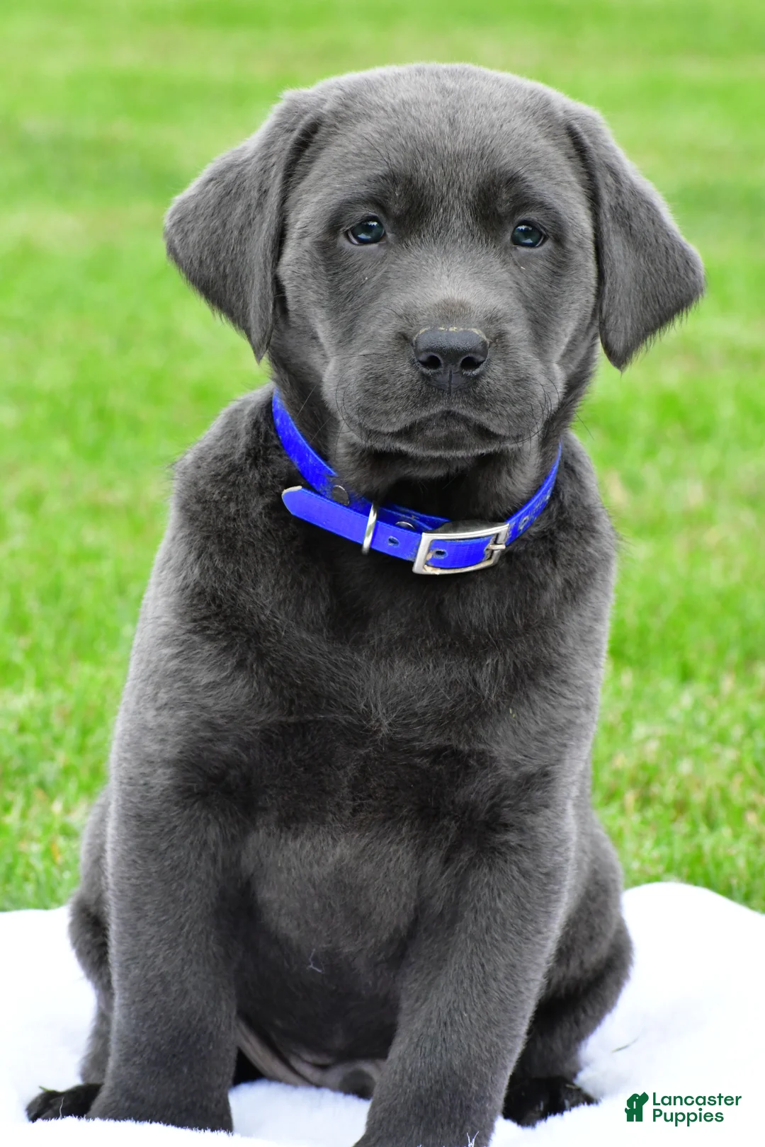 Labrador Retriever dogs for sale: Reno - Ad 1