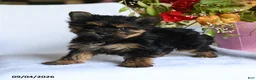 Morkie dogs for sale: Mia  - Ad 5