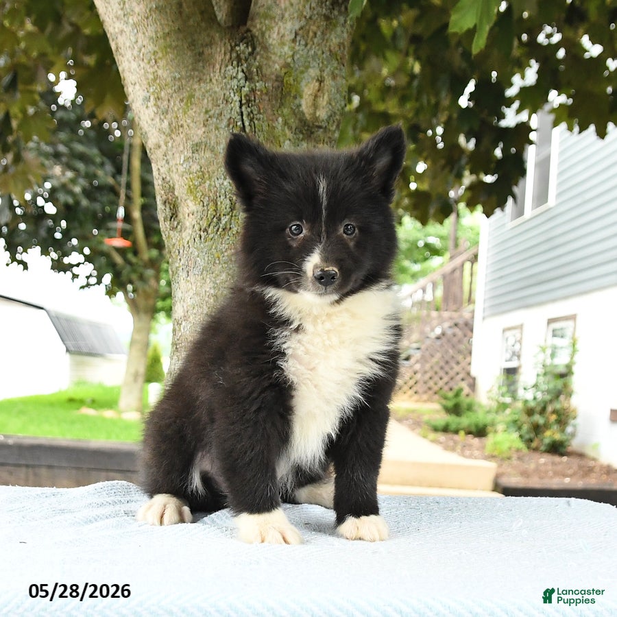 Pomsky dogs Gavin - Ad 1