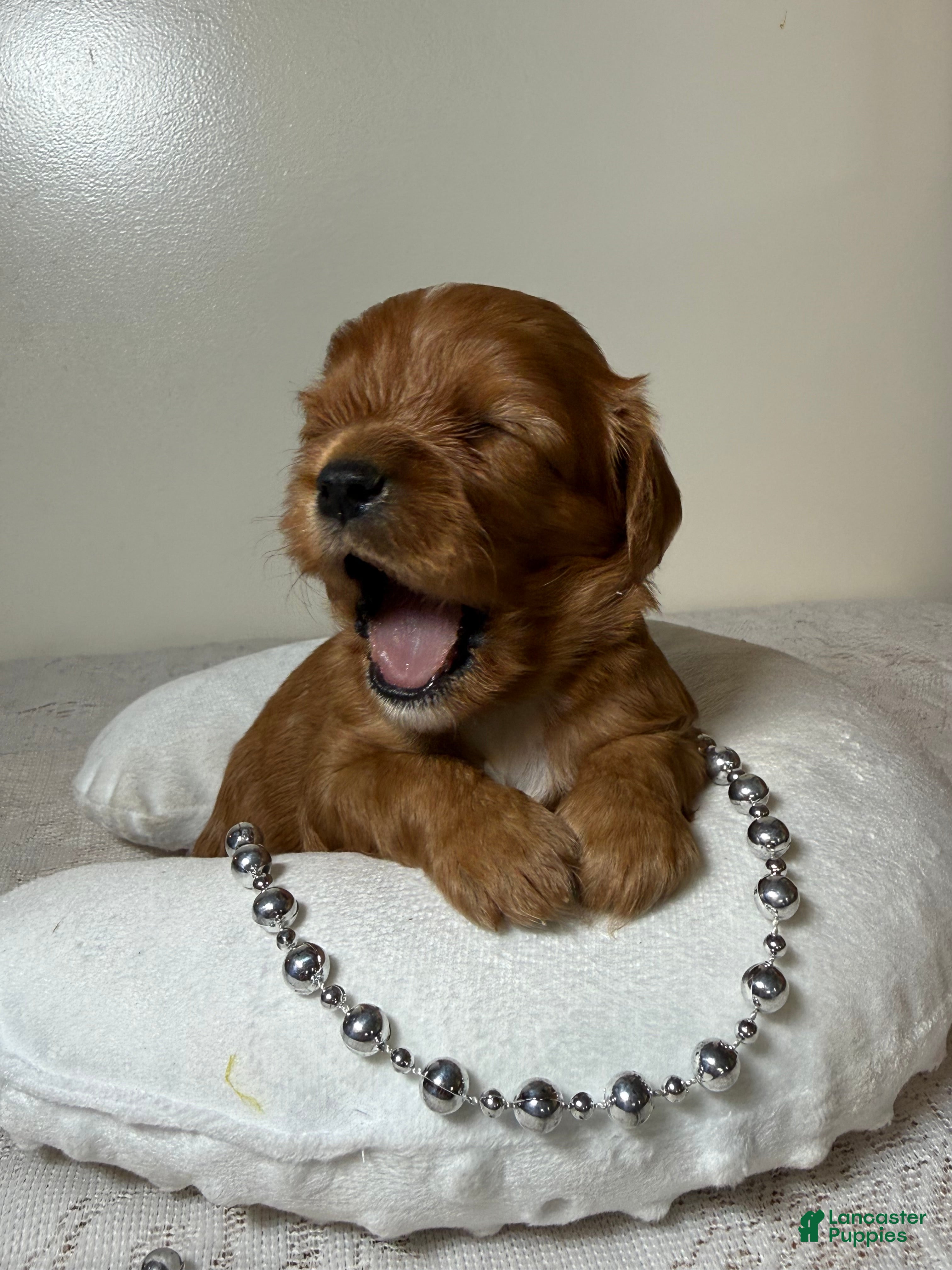 Cavapoo dogs Spencer Cavapoo  - Ad 1