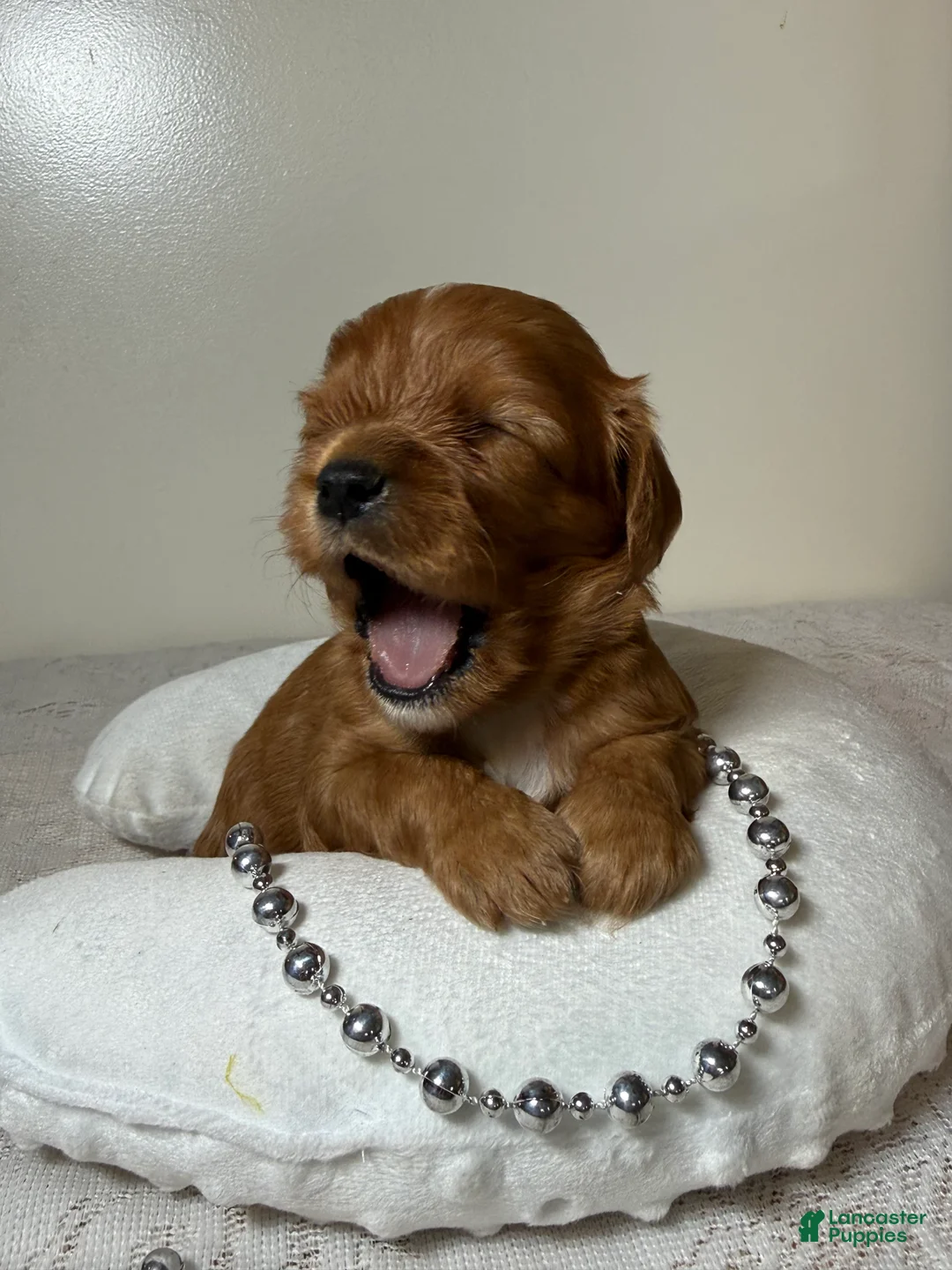 Cavapoo dogs for sale: Spencer Cavapoo  - Ad 1