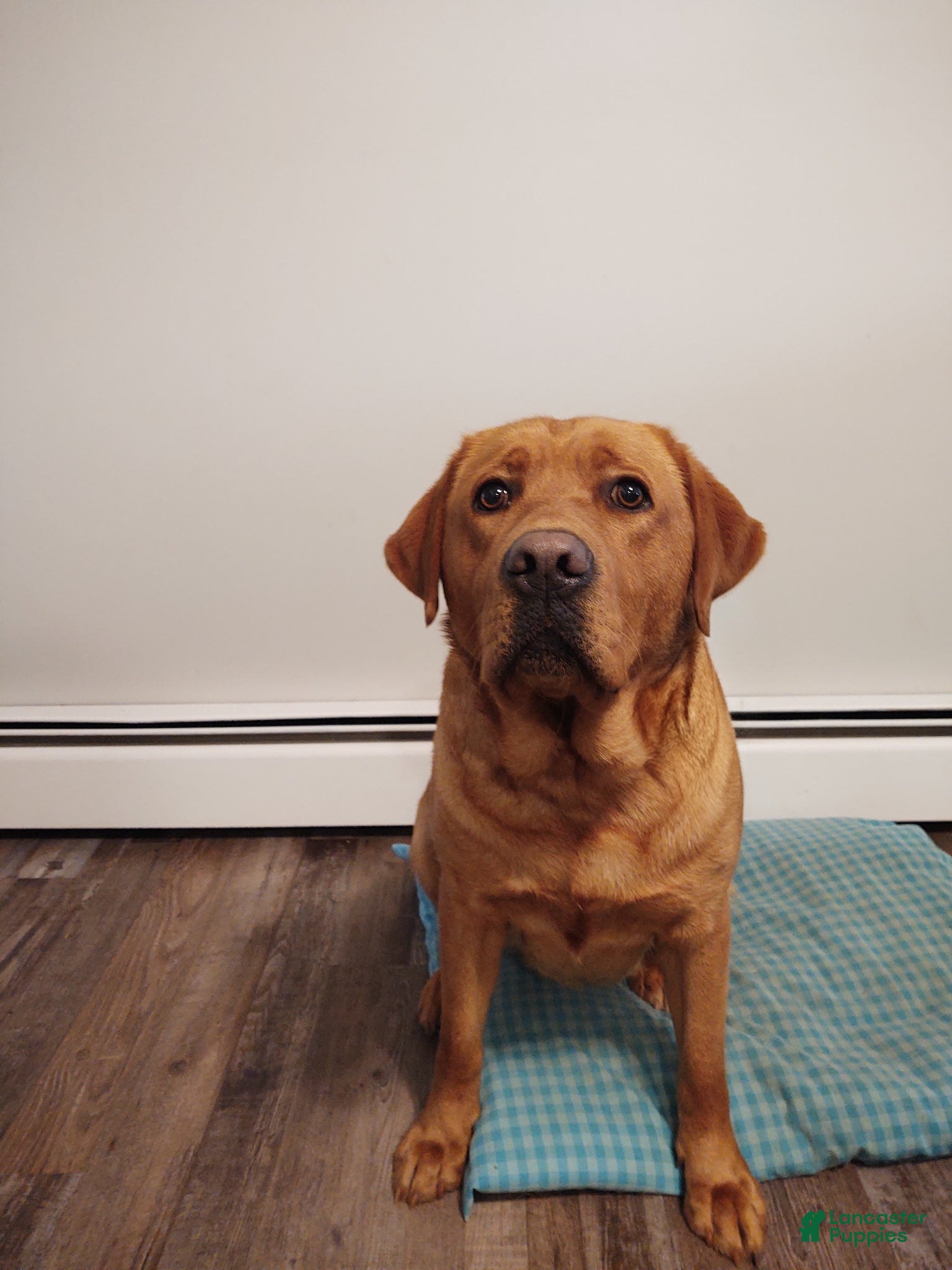 Boxador dogs Cheddar - Ad 2