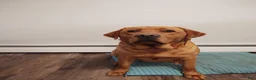 Boxador dogs for sale: Daisy - Ad 7