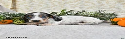 Miniature Dachshund dogs for sale: Joy - Ad 3