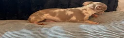 Chihuahua dogs for sale: Mr platinum - Ad 6