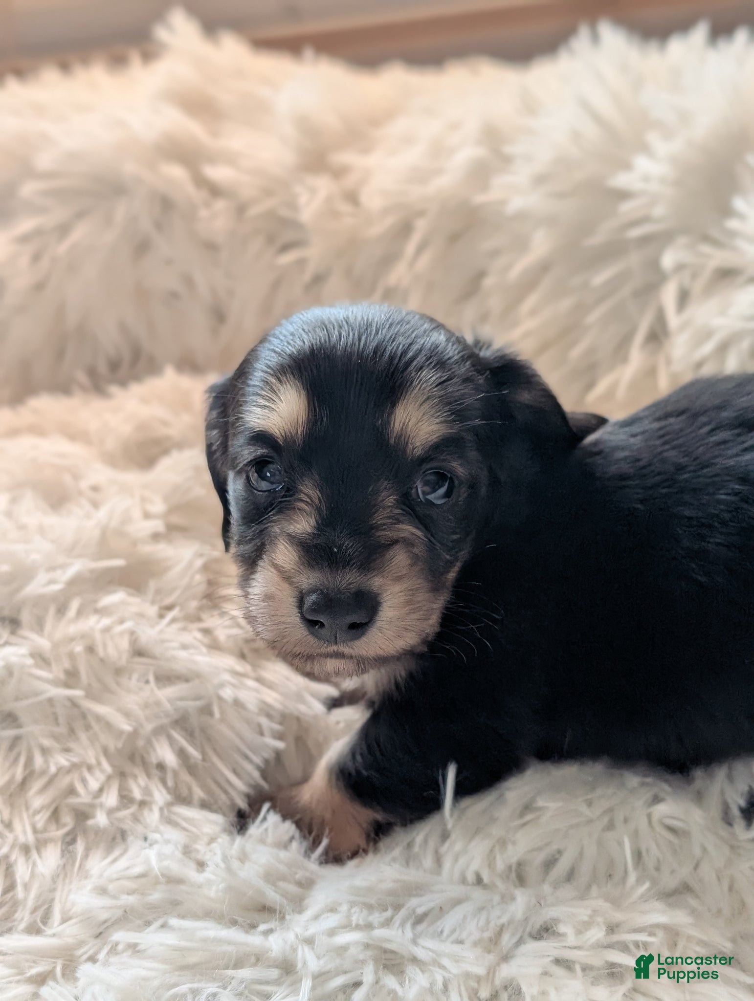 Miniature Dachshund dogs Miniature Dachshund Puppy 1 - Ad 6